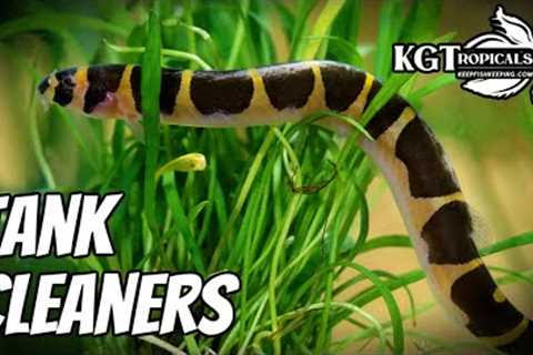 10 Best Fish Tank Cleaners!