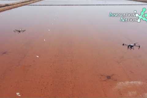 Drone seeding technology helps rice planting in Aksu, Xinjiang