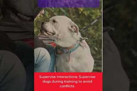 Dog Training Tips and Tricks for Multi-Dog Households
