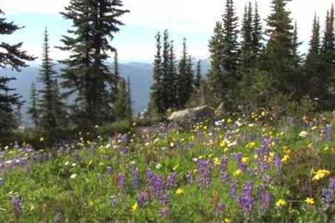Cruise Vacation from Seattle to Canada