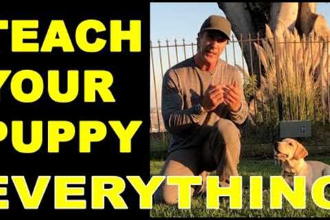 How to Train Your PUPPY to do Everything - Puppy Dog Training Video - Robert Cabral