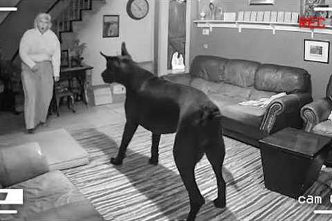 95 Incredible Moments Caught on CCTV Camera