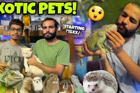 Meet the Rarest Pets at This Amazing Exotic Pets Shop!