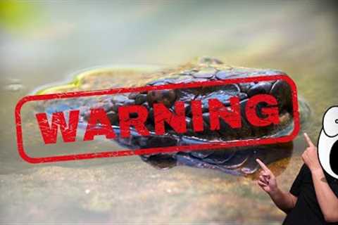 Top 10 Deadliest Snakes: Part 1 #WildlifeDocumentary #SnakesOfTheWorld