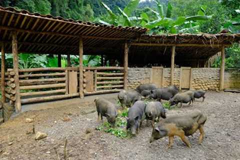 Duong's builds new home for wild boars
