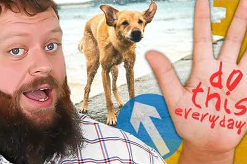 5 Dog Training Exercises You Can Start TODAY That Will Make Your Dog PERFECT