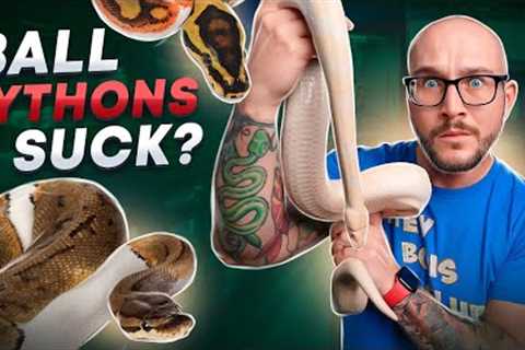 DO NOT Get A Pet Ball Python Until You Watch This!