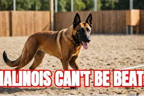 Why Belgian Malinois are the Best Dog | Dog Training | German Shepherd | Police Dog | Malinois