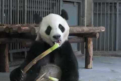 The most bizarre animal eating habits.