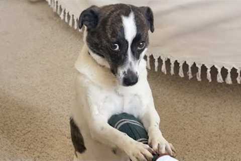 Funniest Animals 2024 🤣😅 New Funny Cats and Dogs Videos 😸🐶