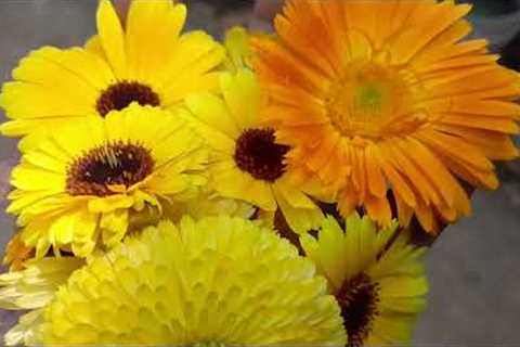 Calendula flowers for insect bites and stings | Change of plans for my garden