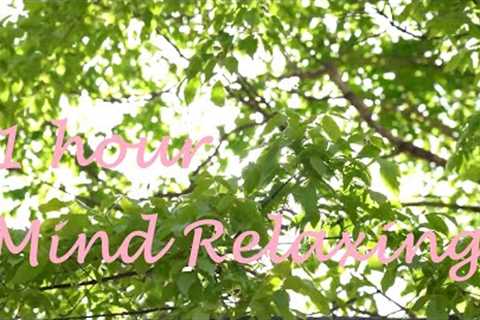 Relaxing Time &amp; Sleep 1Hour of Best Soothing Music to Reduce Stress a nap under a tree