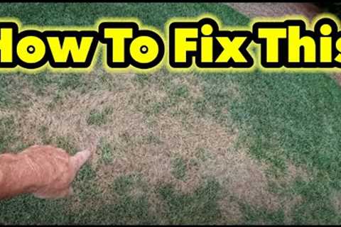 How To and How I Will Fix My Lawn This Fall