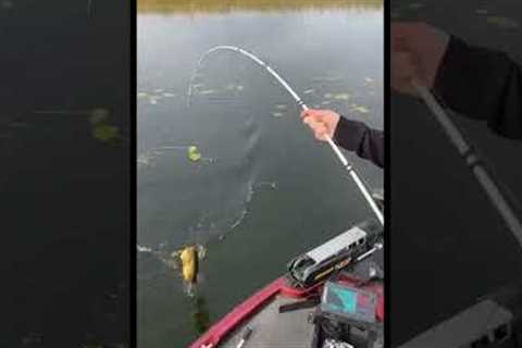 😂🤙🏻 #fishing #funny #fish #bass #bassfishing #boat #lake #tennessee