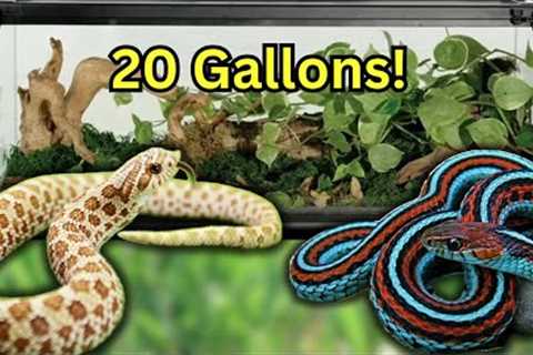 7 SNAKES That Can Live in A 20 GALLON Forever!