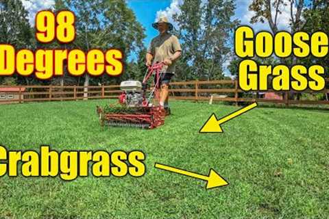Lawn Care August - Heat - Crabgrass - Goosegrass - Common Bermuda