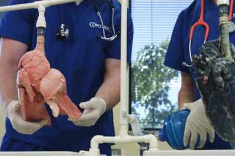 Respiratory Therapy Training Program Information | Concorde Career College