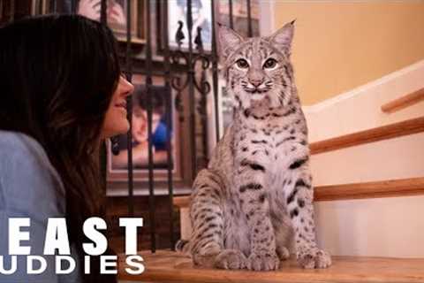 We Share Our Home With Two Bobcats | BEAST BUDDIES