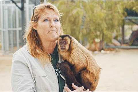 Abused for Views: Mistreated Exotic Pets of Social Media | TFIL Films Documentary