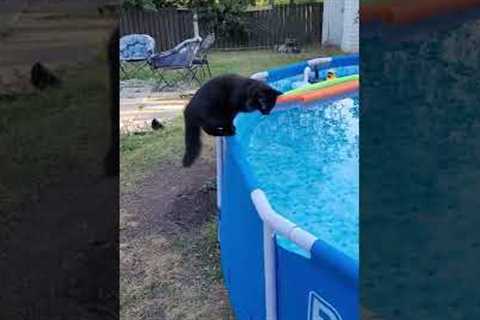 Startled Kitty Falls Into Pool || ViralHog