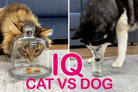 Is A Dog Really Smarter Than A Cat? I Check the IQ of My Husky And Kitty