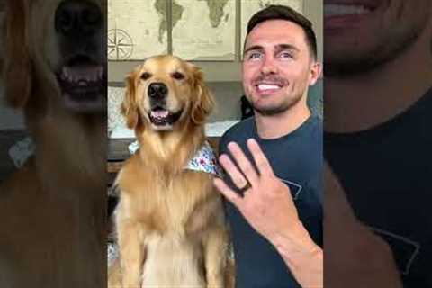 How I trained my dog to smile #tutorial #dog #goldenretriever