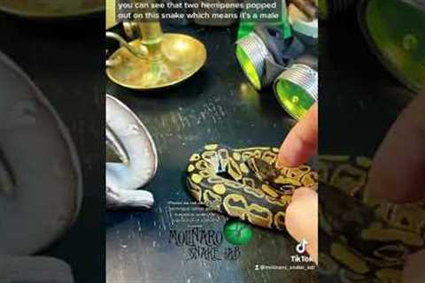 🐍 This is how I identify male vs female ball pythons. It does not work on all species. #snakes