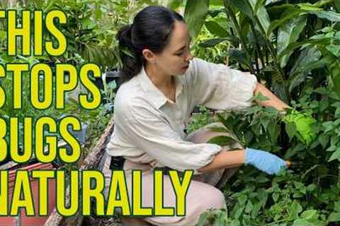 Stop Bugs From Eating Your Plants With Molasses &amp; Nettle DIY Fermented Plant Juice Fertilizer