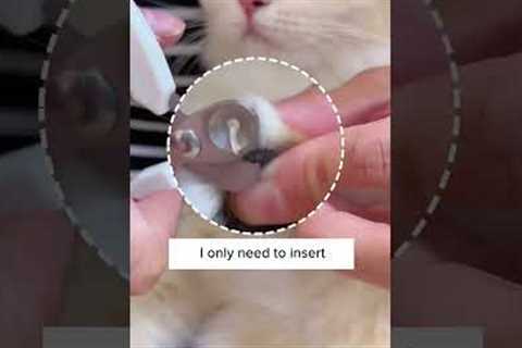 No More Cat Scratches! 😩🐈‍⬛