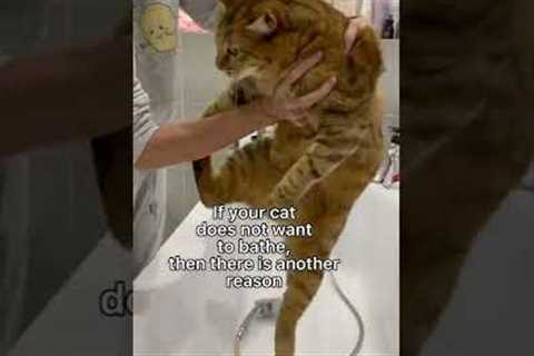 Three ways to bathe a cat without problems. #cats #shorts