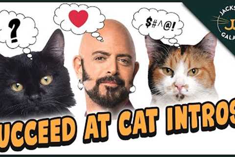 How To Introduce Your Cat to a New KITTEN!