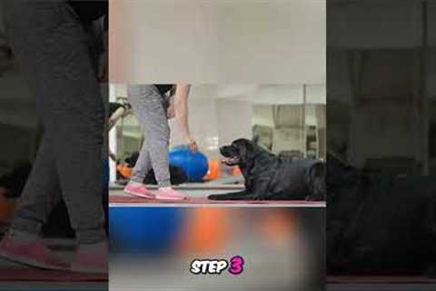 Mastering the Sit Command: Dog Training Tips for a Well-Behaved Pup