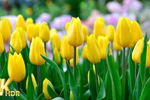 Music heals the heart🌷Peaceful piano music to reduce stress, music for the nervous system | Tulip