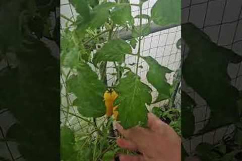 A new tomato plant to us ... Banana Legs