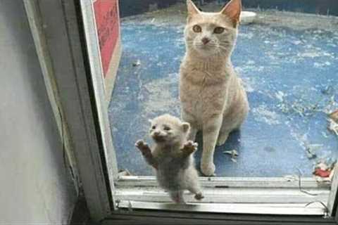 13 minutes of Adorable kitten and cats videos that makes you smile 😍😂