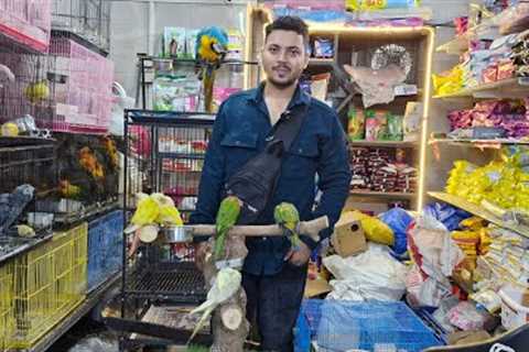 wajid exotic birds Mania ! #tamedparrot #birds #pets