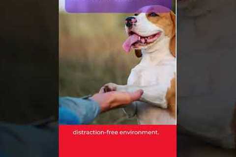 Dog Training Tips and Tricks: Keeping Your Dog Focused