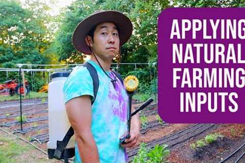 The Daily Grow Ep. 5 [Applying Natural Farming Inputs on the Field]