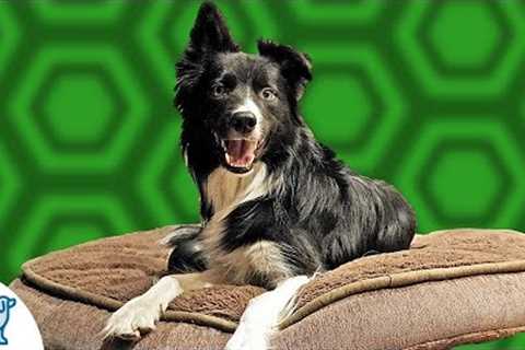 Teach Your Dog To Go To Bed And RELAX - Professional Dog Training Tips