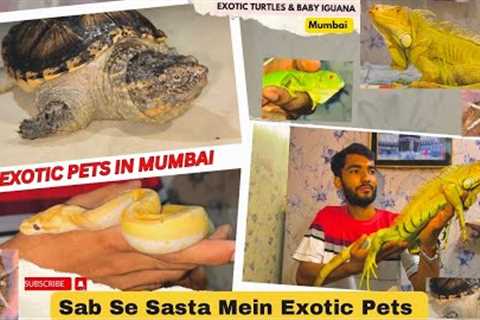 Exotic Pets In Mumbai | Animals | Reptiles &amp; Turtles| Baby Iguana In Mumbai|Sabse Sasta Exotic..