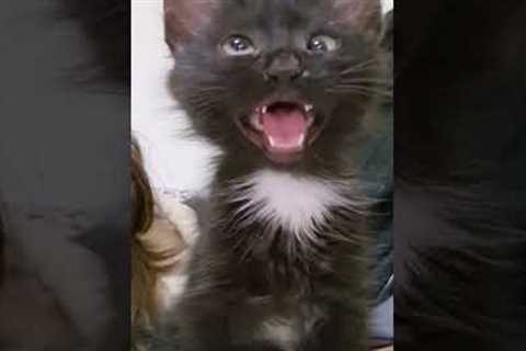 black cat viral video 😺  reaction 😂😂#cat #viral #funny #shorts #youtubeshorts