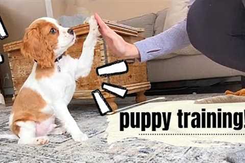 HOW TO TRAIN YOUR CAVAPOO PUPPY! | Basic commands: Sit, Down, Roll Over, Paw, HIgh 5!