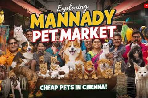 💥 Chennai Pet Market 2024 | 🐾 Buy &amp; Sell Pets at Kozhi Market | 📍 Broadway's நாய்கள் |..