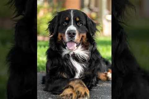 5 Tricks to Teach Your Dog That Look Cute in Pictures 📸 #bernesemountaindog #dogtricks #cutedog