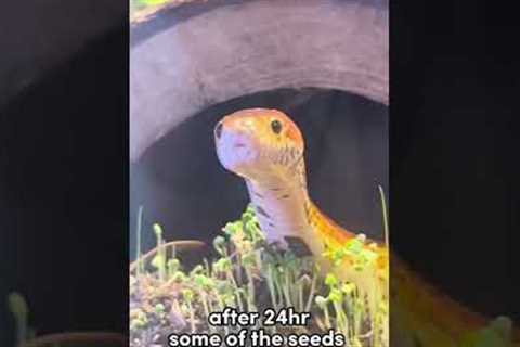 A WEEK AGO, I PLANTED GRASS SEED IN MY SNAKE ENCLOSURE 🐍🌱