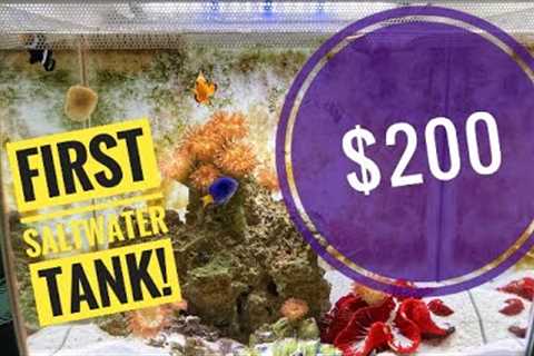 Beginner Saltwater Aquarium with Low Maintenance and Low Cost!!!