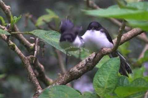 WILD WONDERS MUSIC RELAXING PIANO🌿 - WILD NATURE REDUCE STRESS - WATER SOUNDS BIRD SONGS🌿#25