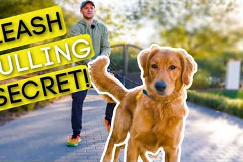 #1 TRICK TO STOP YOUR DOG PULLING ON THE LEASH!