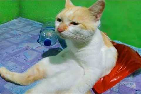 CATS NEVER FAIL to MAKE US LAUGH 😹 Ultra FUNNY CAT videos of 2024