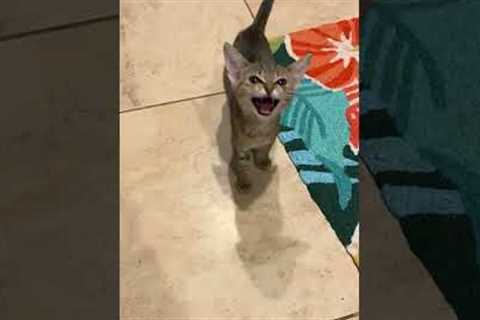 This cat has one of the best meows of all time 😊